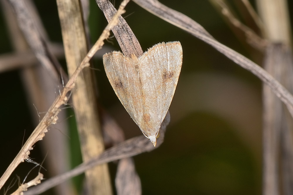 Geometridae? No, Erebidae: Rivula sericealis